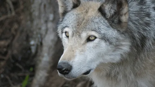 Creuse : un agriculteur appelle à tuer des loups, une enquête est...