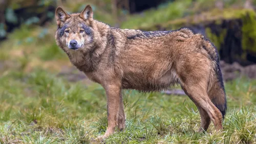 Femme grièvement blessée par des loups dans un zoo : que s'est-il...