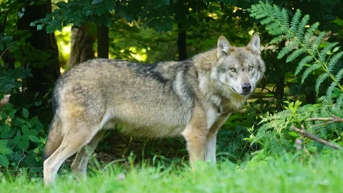 La présence de deux loups confirmée dans le Finistère 