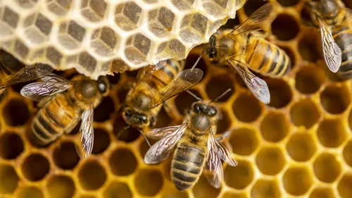 Morbihan : la récolte du miel en baisse, "c’est un désastre, on a...