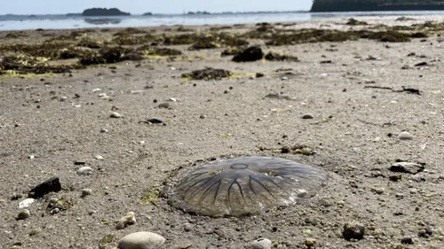 Les méduses de retour par centaines sur les plages de l'Atlantique