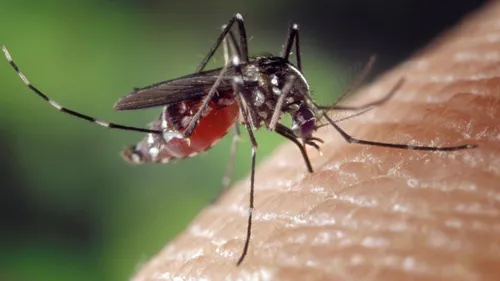 Un cas de dengue à Chambray-lès-Tours