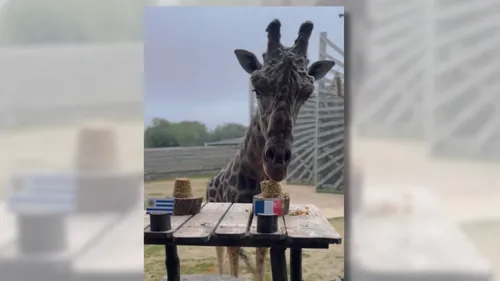 Obano la girafe bretonne pronostiqueuse avait misé sur le XV de...