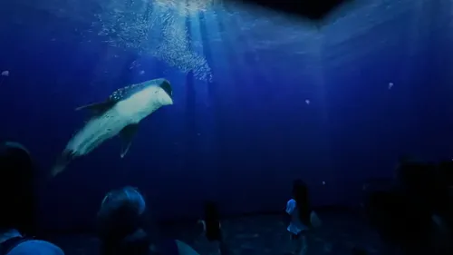 Loire-Atlantique : I'Océarium du Croisic dévoile Immersea, sa...