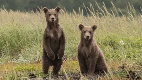 Japon : une chanson rock pour protéger les habitants des ours