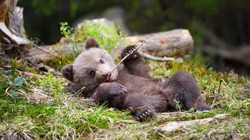 Un ours voleur de lasagnes fait le buzz aux États-Unis !