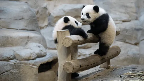 Les jumelles pandas du ZooParc de Beauval vont faire leur première...