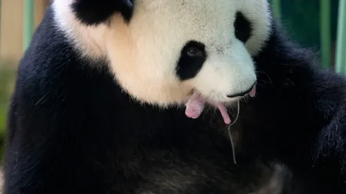 Naissance de 2 bébés pandas au zoo de Beauval