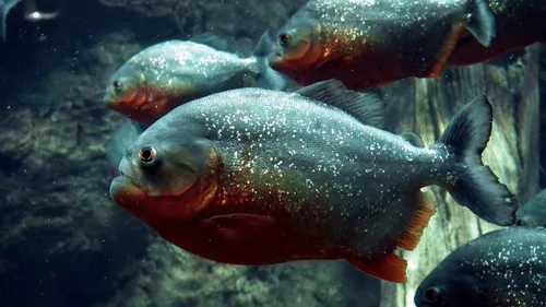 Argentine : Une attaque de piranhas fait une trentaine de blessés