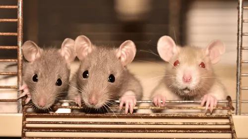 Une école vendéenne déménage, envahie par des rats !