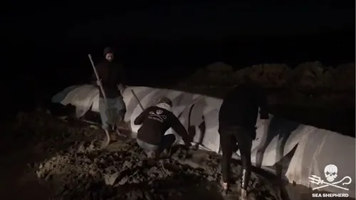 Bretagne : le rorqual échoué a été sauvé !