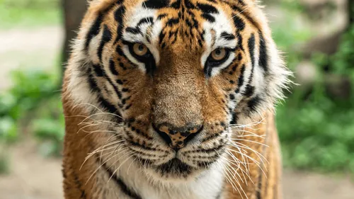 Floride : un tigre tué après avoir attaqué un homme qui tentait de...