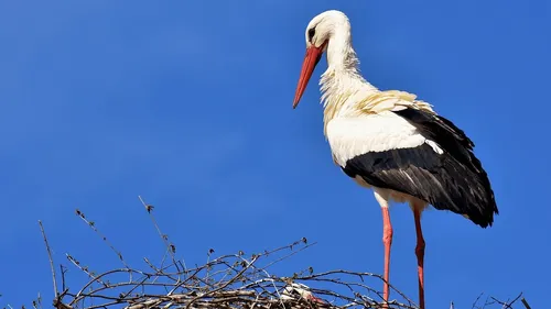 Perdue, une cigogne du Puy du Fou se rend au commissariat de Cholet