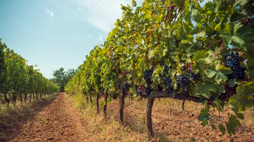 Vignoble Bordelais : plusieurs personnes suspectées de mauvaise...