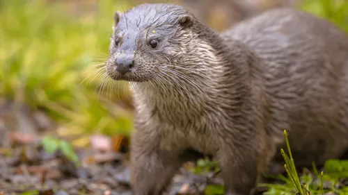 Deux-Sèvres : des visons lâchés cet été en pleine nature