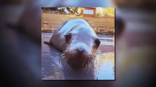 Zoo de La Flèche : l'otarie Wally est décédée