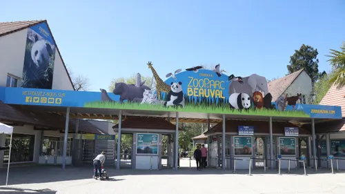 Année 2022 record pour le zoo de Beauval