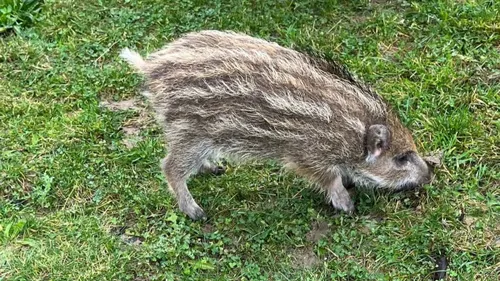 Toto le sanglier sera euthanasié