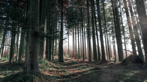 Les forêts du Grand Est particulièrement touchées par le...