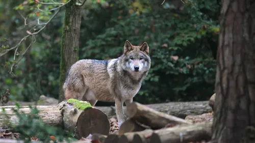Gagnez vos entrées pour le parc Argonne Découverte sur RVM