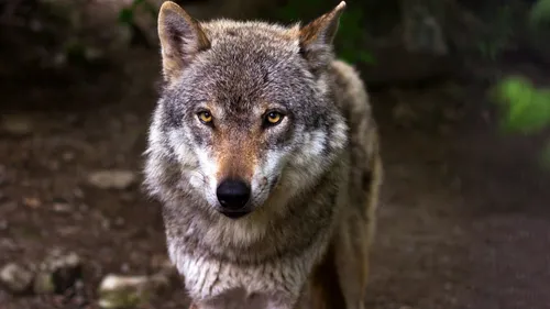 Une nouvelle attaque de loup suspectée dans les Ardennes
