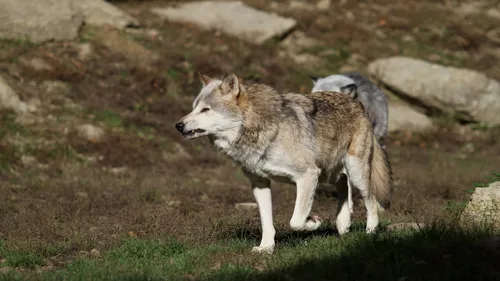 Une équipe spécialisée pour abattre un loup déployée dans les Ardennes