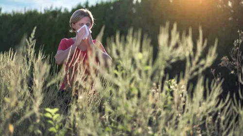 Alerte rouge aux pollens de graminées dans la région