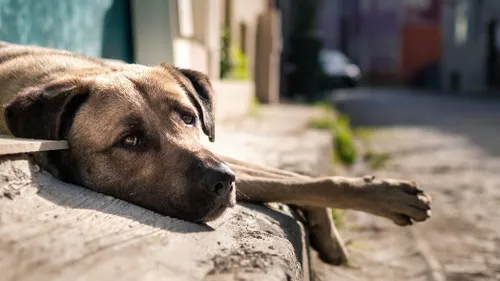 La police municipale et les pompiers sauvent des animaux