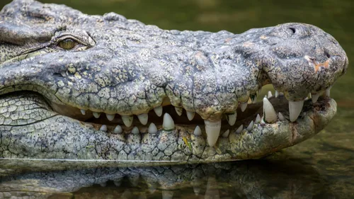 Des animaux qui font peur