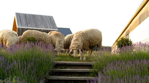 Les agriculteurs ardennais se mobilisent face à la mort de leur...