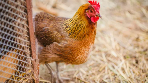 Un nouveau cas de grippe aviaire dans les Ardennes