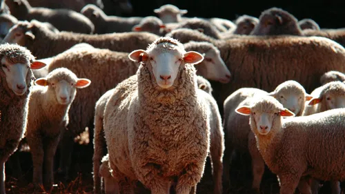 40 moutons morts après 6 attaques