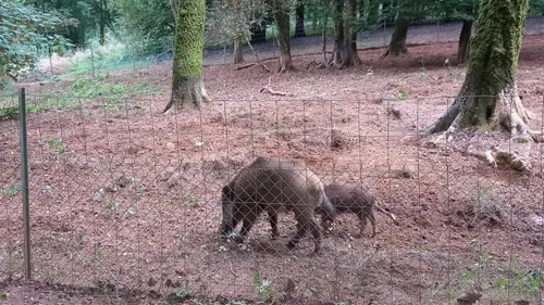 Une nouvelle étape pour Toto le sanglier