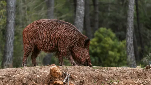 Une pétition a été créée pour sauver Toto le sanglier