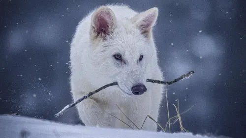 Renaissance d'une légende: Les loups géants de l'ère glaciaire...