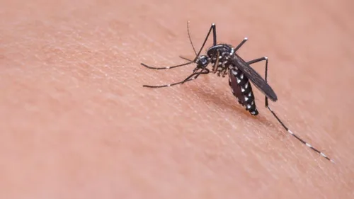 Répulsif révolutionnaire : 80 % de piqûres de moustiques en moins...