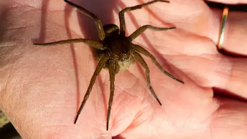 Des milliers d'araignées géantes envahissent le Royaume-Uni après...