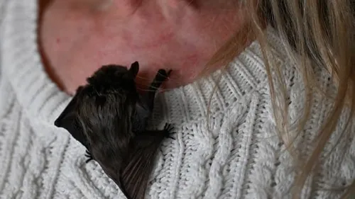 Une prof décède après une morsure de chauve-souris