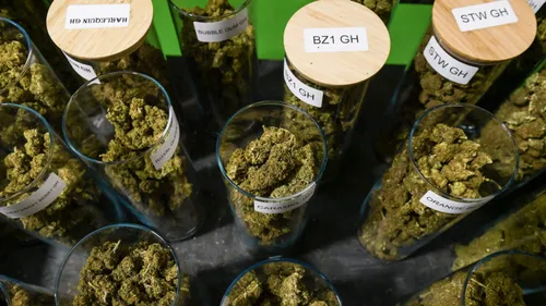 CBD : la vente officiellement légalisée par l'État !
