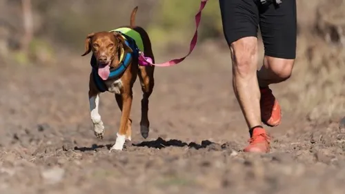Mort suspecte de plusieurs chiens au championnat de France de...