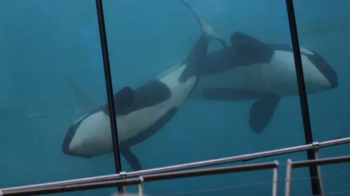Marineland en crise : le triste sort des cétacés abandonnés suscite...