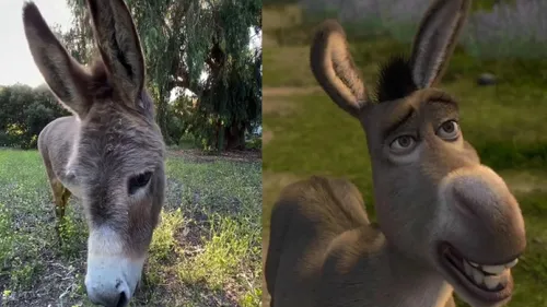 Adieu à Perry, l'âne réel qui a inspiré l'âne de Shrek