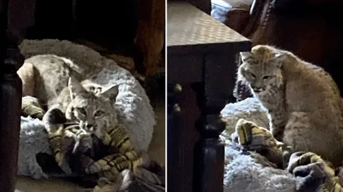 Une surprise de taille : un propriétaire découvre un lynx dans le...