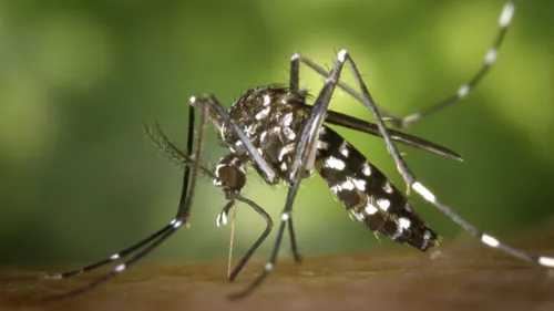 Epidémie de chikungunya : 2 décès à La Réunion 