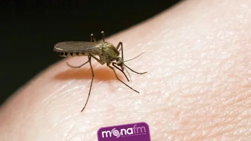 Pourquoi les moustiques ciblent certaines personnes et pas d’autres?