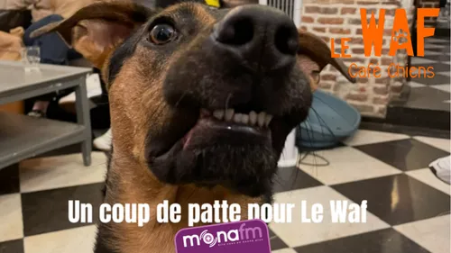 Un coup de patte pour le WAF à Lille svp! 