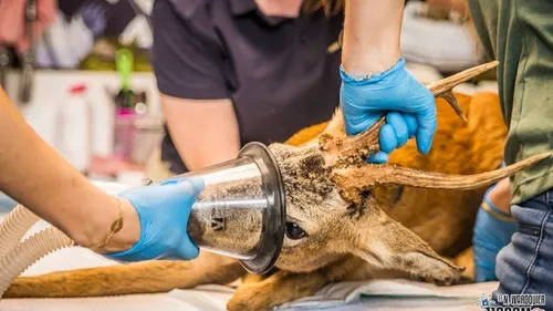 Un chevreuil, blessé à l’arbalète, recueilli par Pairi Daiza