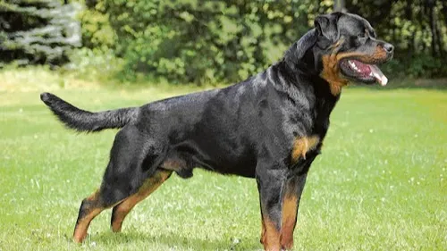 Un enfant tué par un chien