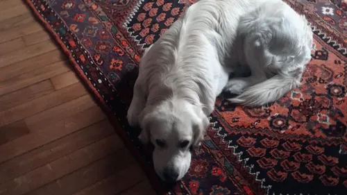 DOGRUN : une journée pour le bien être animal organisée à Metz