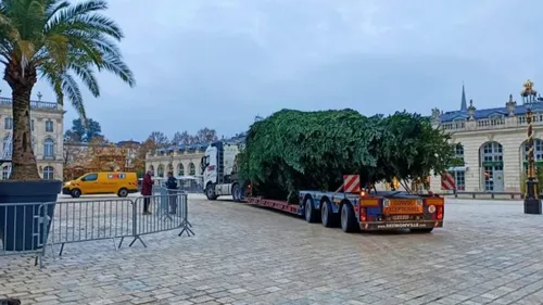 Nancy : la municipalité lance un casting pour trouver son sapin en...